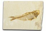 Bargain, Fossil Fish (Diplomystus) - Wyoming #345468-1